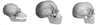 skulls image